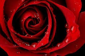 Obituary of Jacqueline Marie Carriveau
