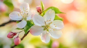 Obituary of Mrs. Guella Wilburn