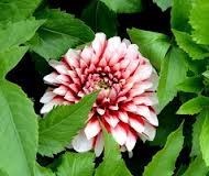 Obituary of Nellie Ruth Ambuehl