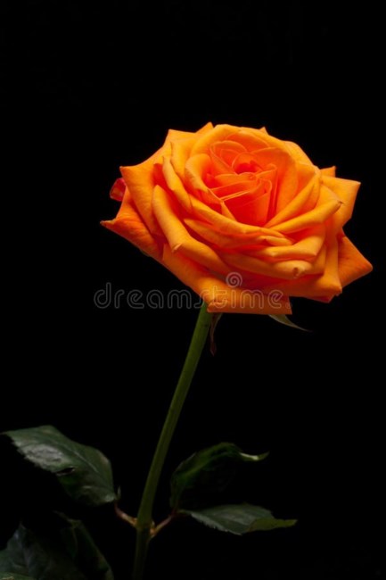 Obituary of Robert Pierce Cookson