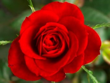 Obituary of Marian Louise Winter