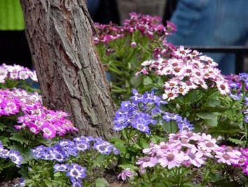 Obituary of Virginia S. Noble