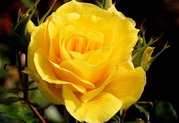 Obituary of Barbara J. Muller