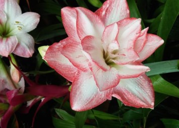 Obituary of Carrie Lei Mei Ling Young