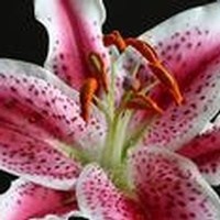 Obituary of Mary Lou Edwards