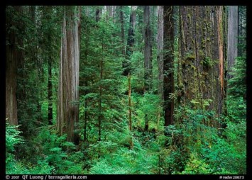 Obituary of Leroy Nelson Kline