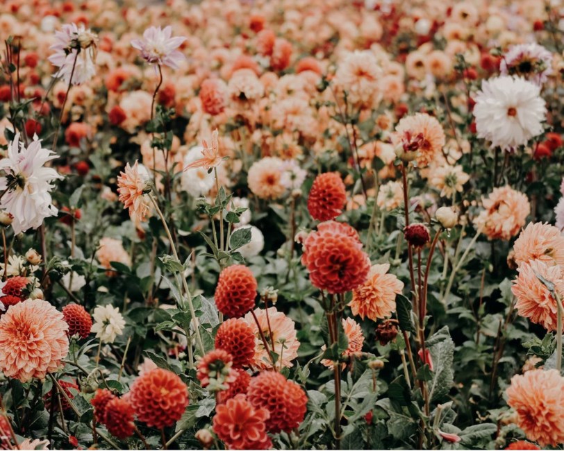 Obituary of Heather Zobel