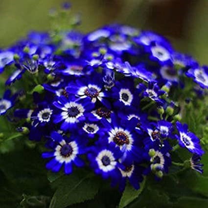 Obituary of Sandra Ann Webb