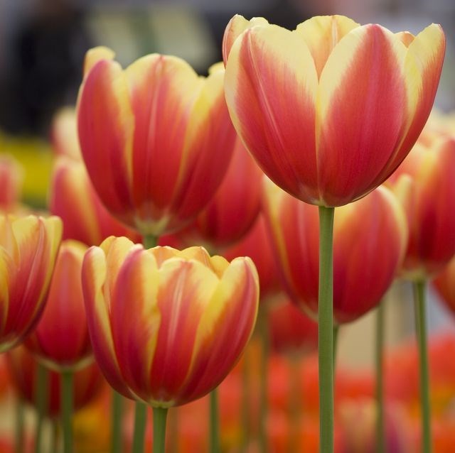 Obituary of Monireh Eghrari-Anvary