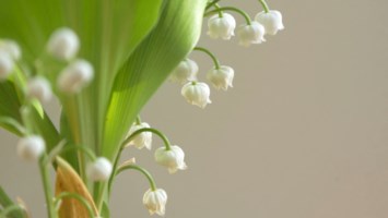 Obituary of Dorothy Blanche Harris