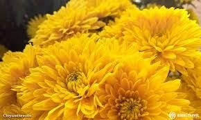 Avis de décès de Tra Thi Nguyen