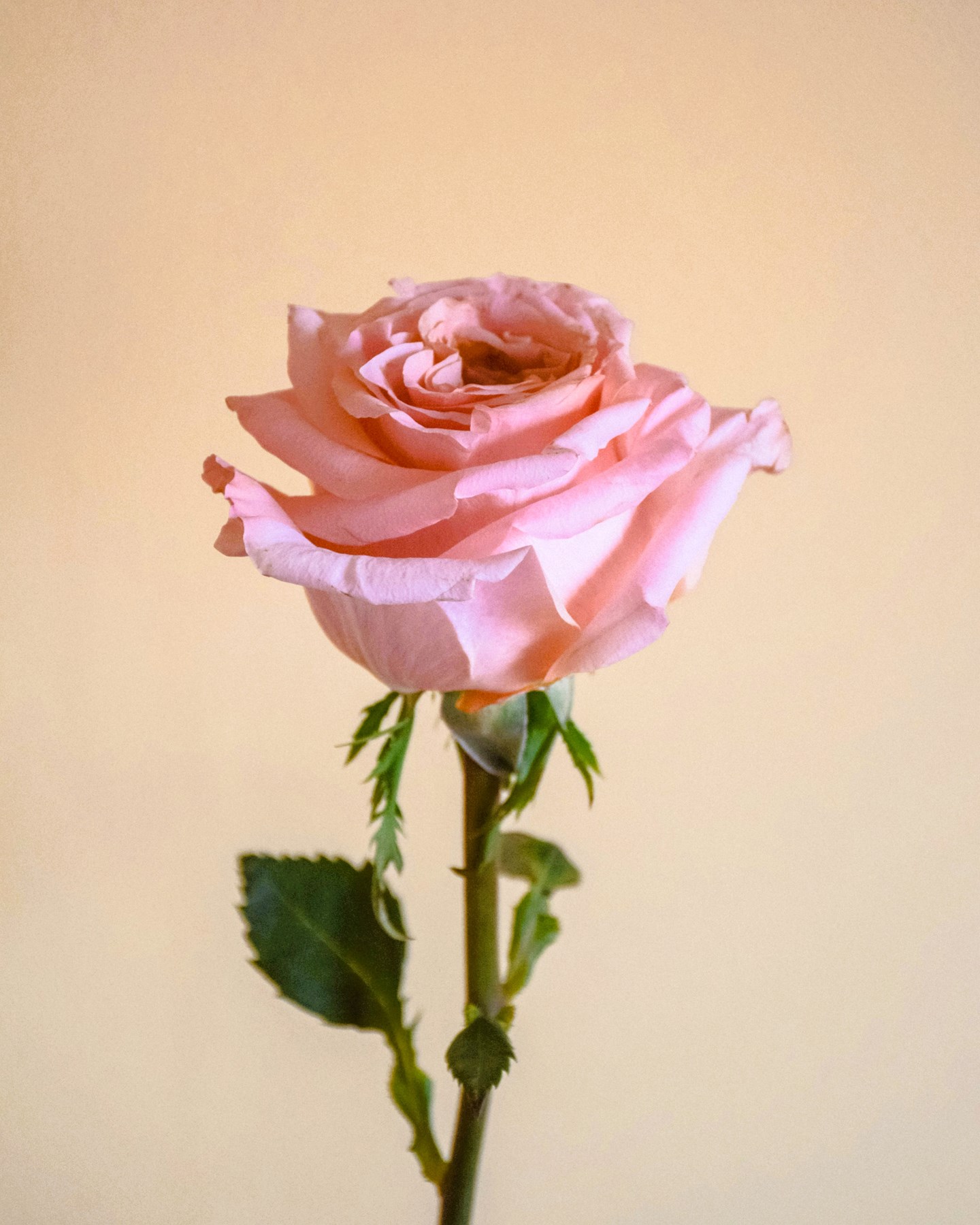 Obituary of Cindy Lee Parker