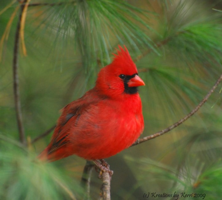 Obituary of Ronald H. Costin