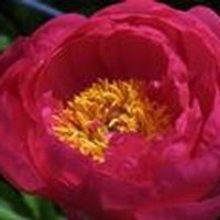Obituary of Barbara McHone