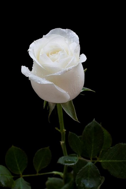 Obituary of Ann Cook McMahon