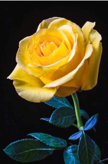 Obituary of Connie Linda Roberts