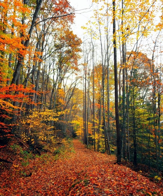 Obituary of Michael Stephen Berman