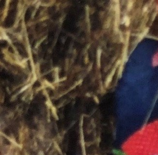 Shirley Walters Obituary Saraland, AL