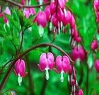 Obituary of Mary Irene Hall