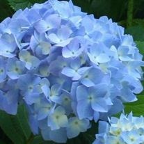 Obituary of Aline D Lynn