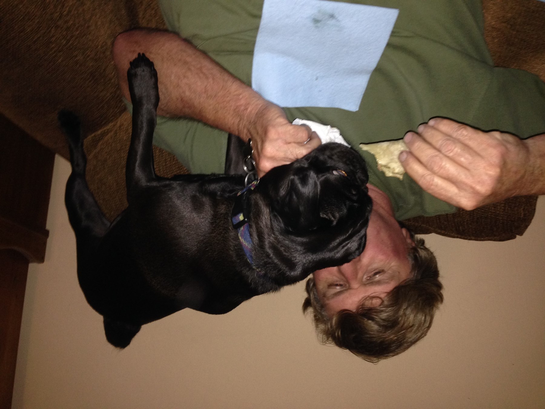 holloway pet cremation