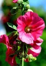 Obituary of Rita Lynn Toussaint