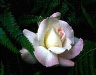 Obituary of Rita Natalie Thompson Roach