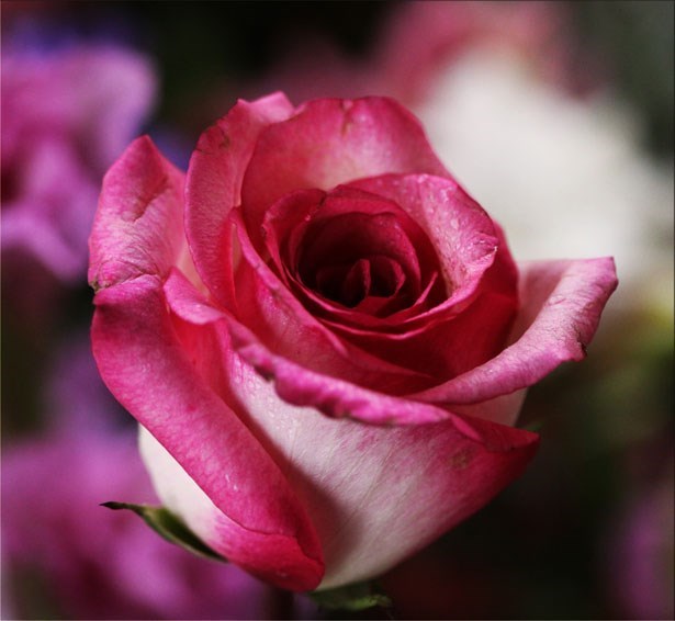 Obituary of Mary Ann Christofely