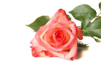 Obituary of Betty June Phillips