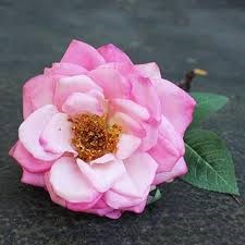 Obituary of Virginia Hey Harrison