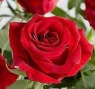 Obituario de Carol Lynn Scioli