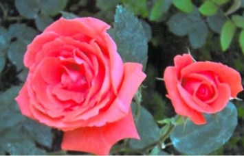 Obituary of Daphne Phyllis Bays