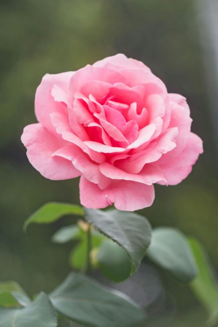Obituary of Laurel Lynn Zargari