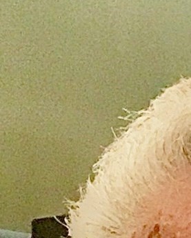 Ralph Dicupero Obituary Naples, FL