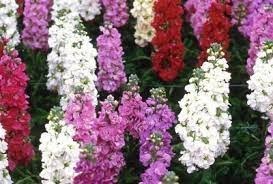 Obituary of Evelyn Snow Cheney