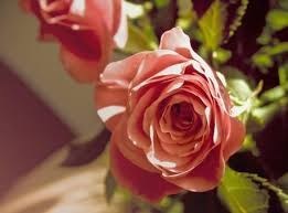 Obituary of Frances Josephine Maire