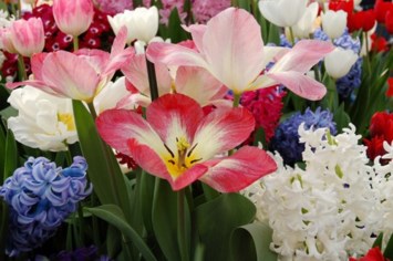 Obituary of Patricia "Pat" Lynn Robertson