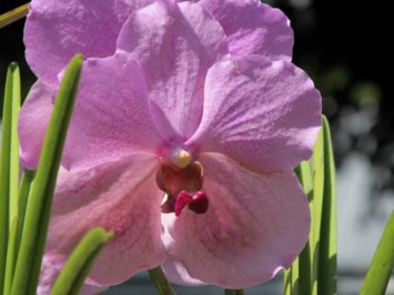 Obituary of Pauline Marie Vermeulen