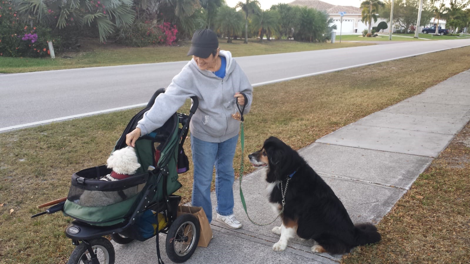 casico dog apartments