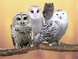 Obituary of Anna M. LeVeille