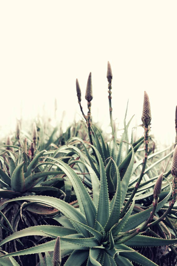 Julie Smith Obituary - Portland, OR