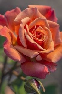 Obituary of Nancy Kay McKechnie