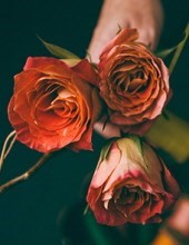 Obituary of Vanessa Hagedorn