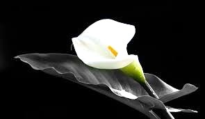 Obituario de David Ronald Webster