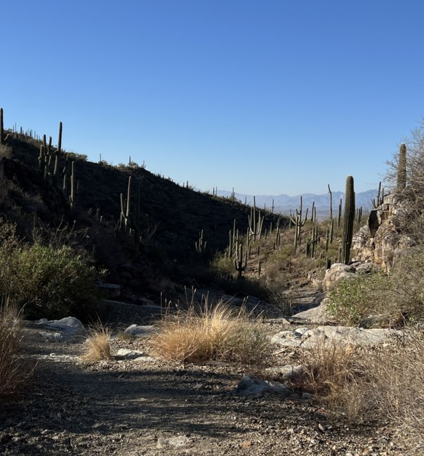 Obituario de George Arthur Morgan