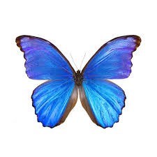 Obituary of Maria Carolina Corrales