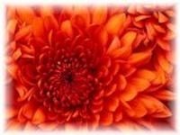 Obituary of Alice   Boger