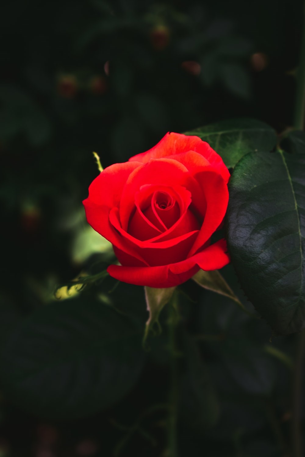 Obituary of Carmen Alicia Strauss