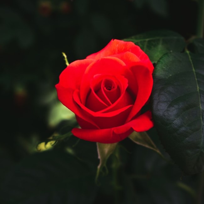 Obituary of Carmen Alicia Strauss