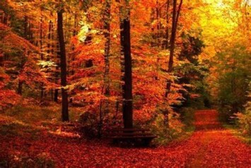 Obituary of Robert Taylor